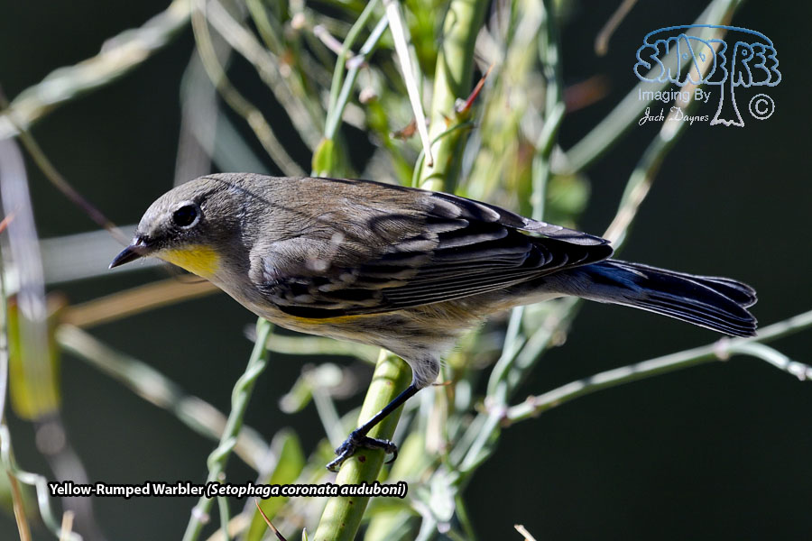 Yellow-Rumped Warbler - Setophaga coronata auduboni