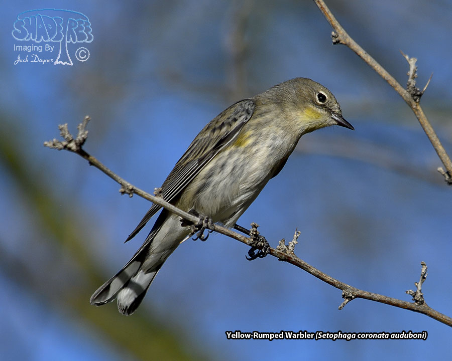 Yellow-Rumped Warbler - Setophaga coronata auduboni
