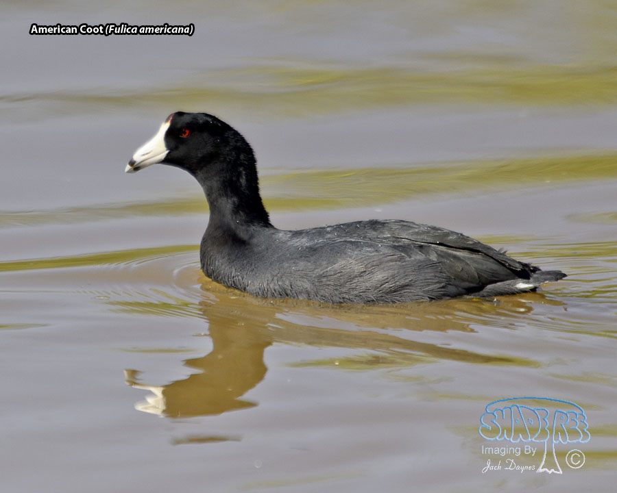 American Coot - Fulica americana