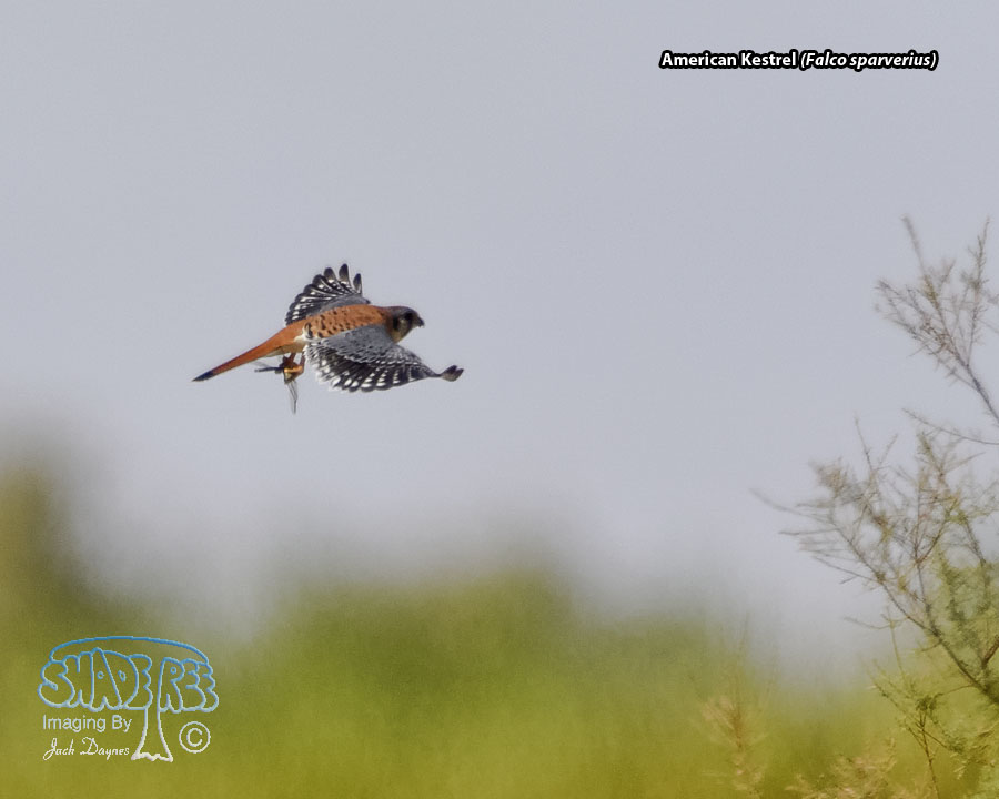 American Kestrel - Falco sparverius