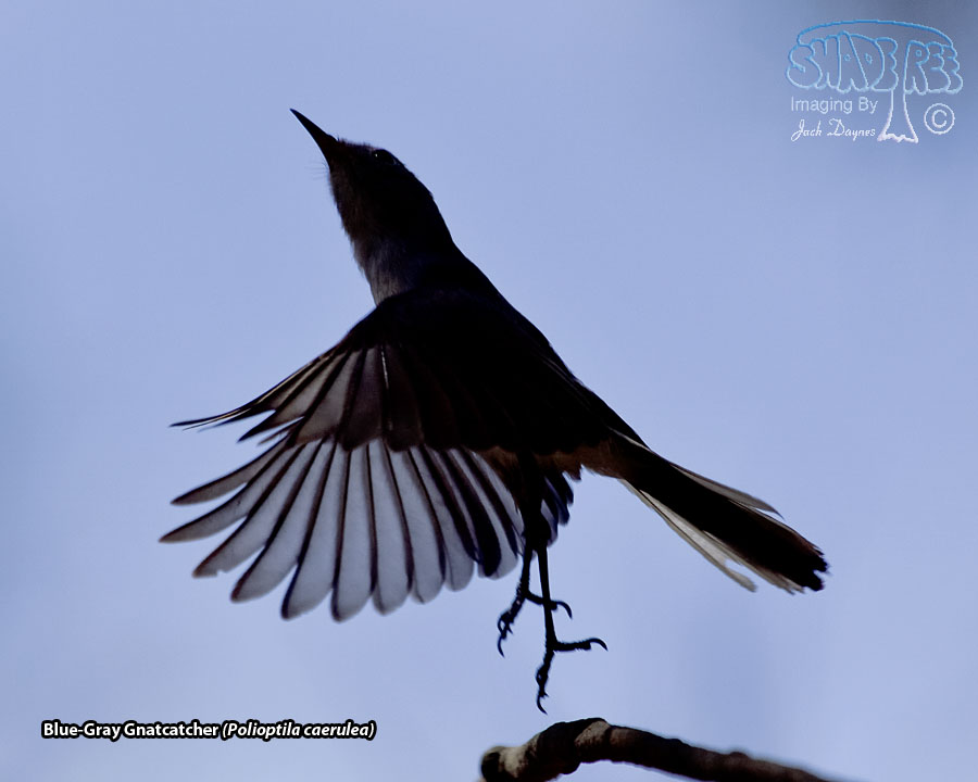 Blue-Gray Gnatcatcher - Polioptila caerulea
