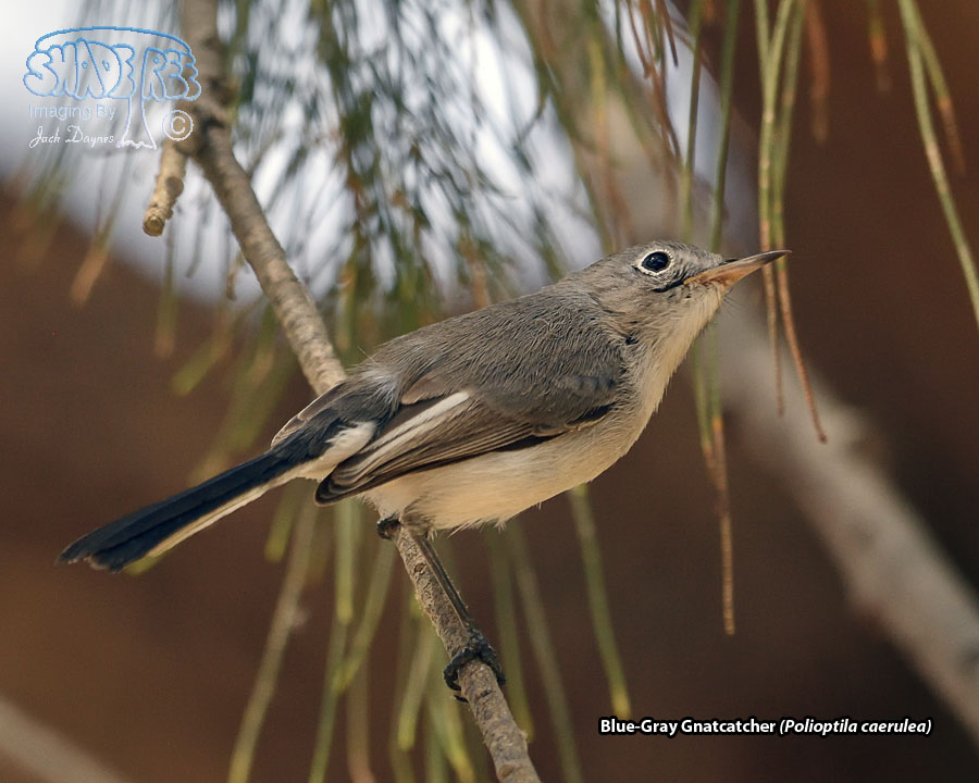 Blue-Gray Gnatcatcher - Polioptila caerulea