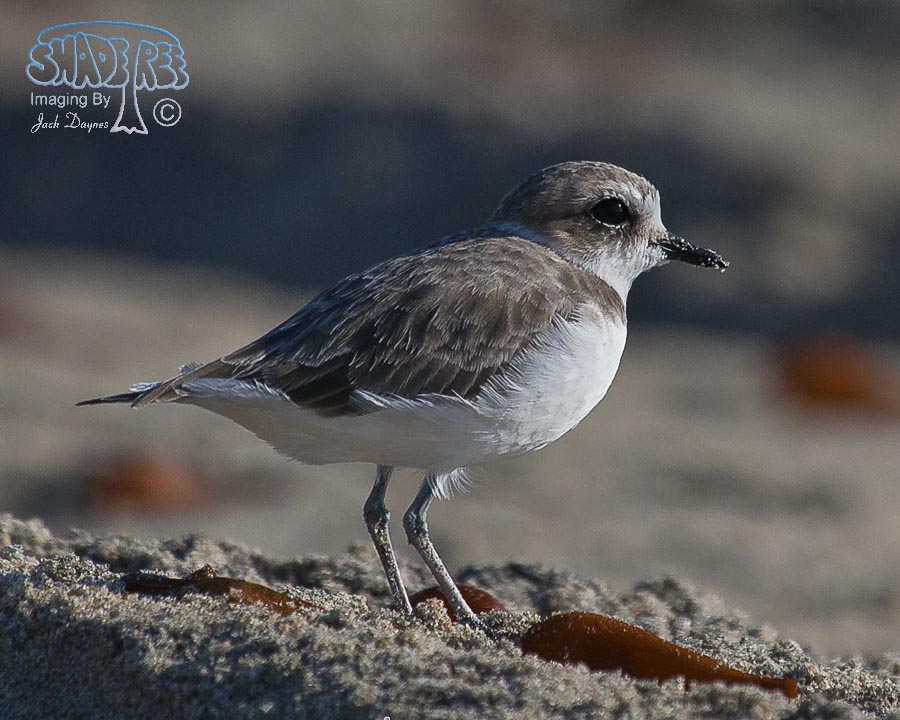 Snowy Plover - Charadrius alexandrinus