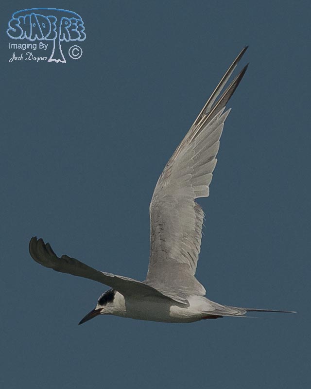 Forster's Tern - Sterna forsteri