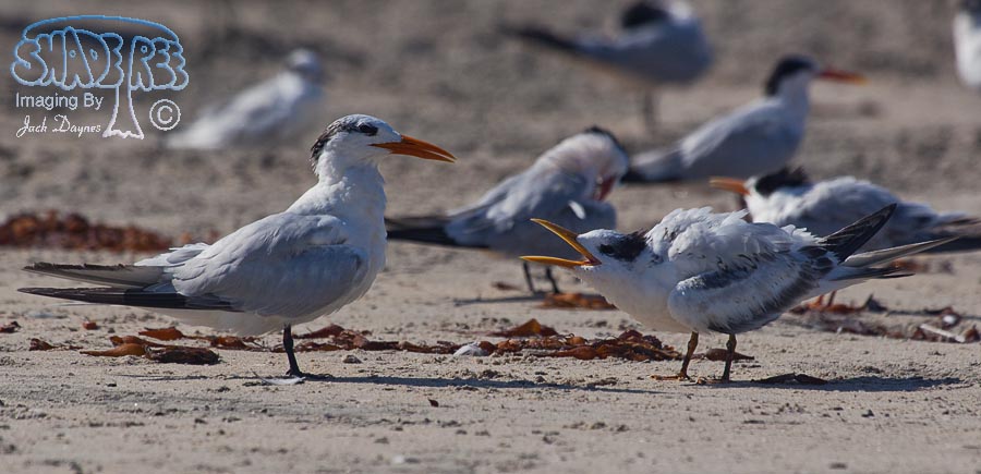 Royal Tern - Thalasseus maximus