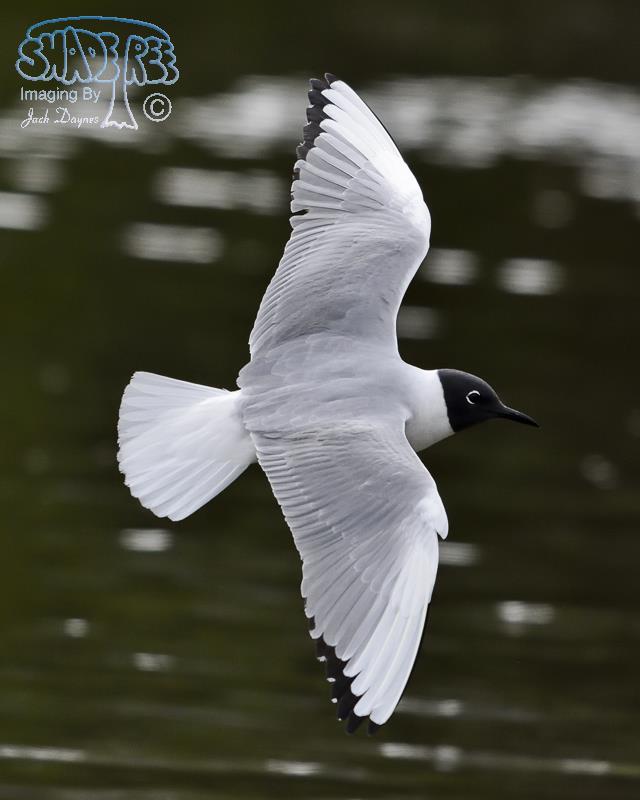 Bonaparte's Gull - Chroicocephalus philadelphia