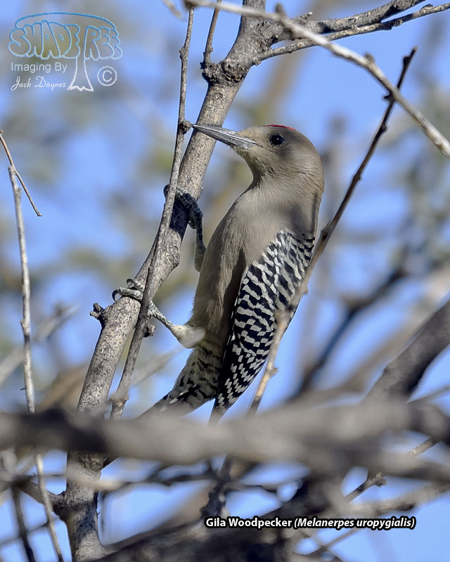 Gila Woodpecker - Melanerpes uropygialis