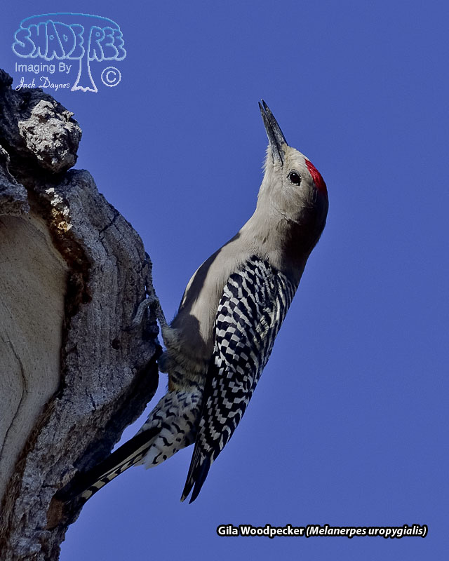 Gila Woodpecker - Melanerpes uropygialis