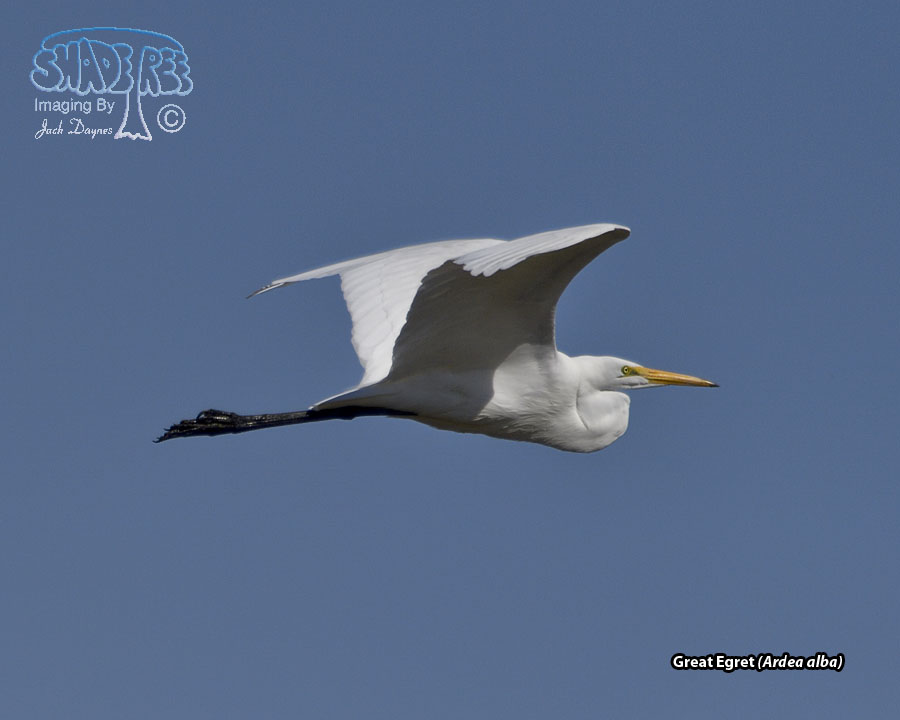Great Egret - Ardea alba