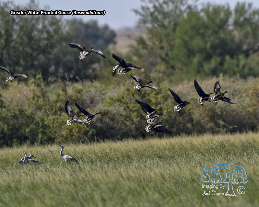 Greater White-Fronted Goose - Anser albifrons
