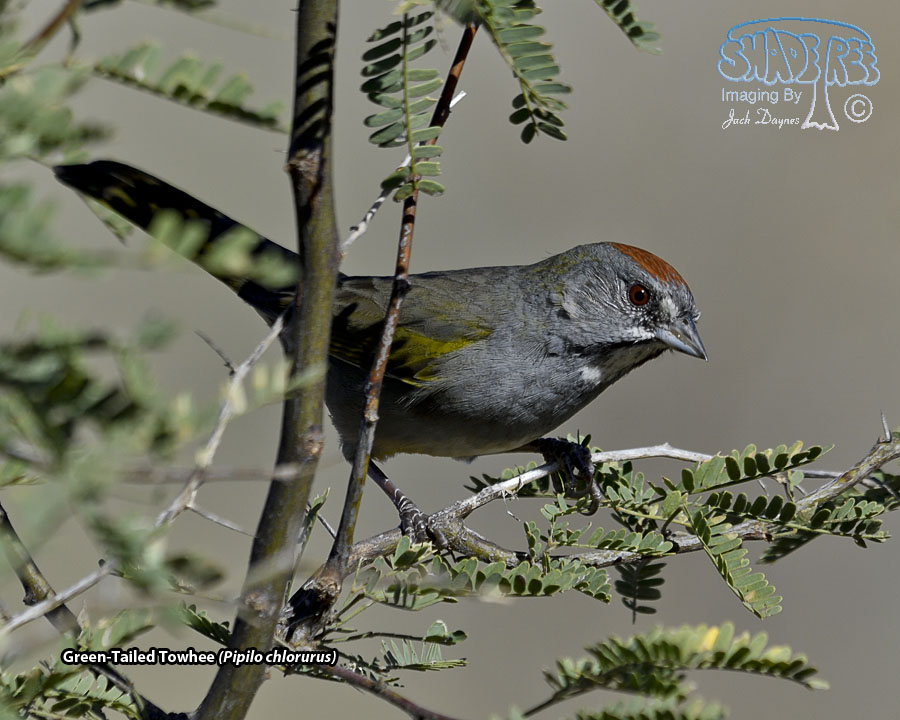 Green-Tailed Towhee - Pipilo chlorurus