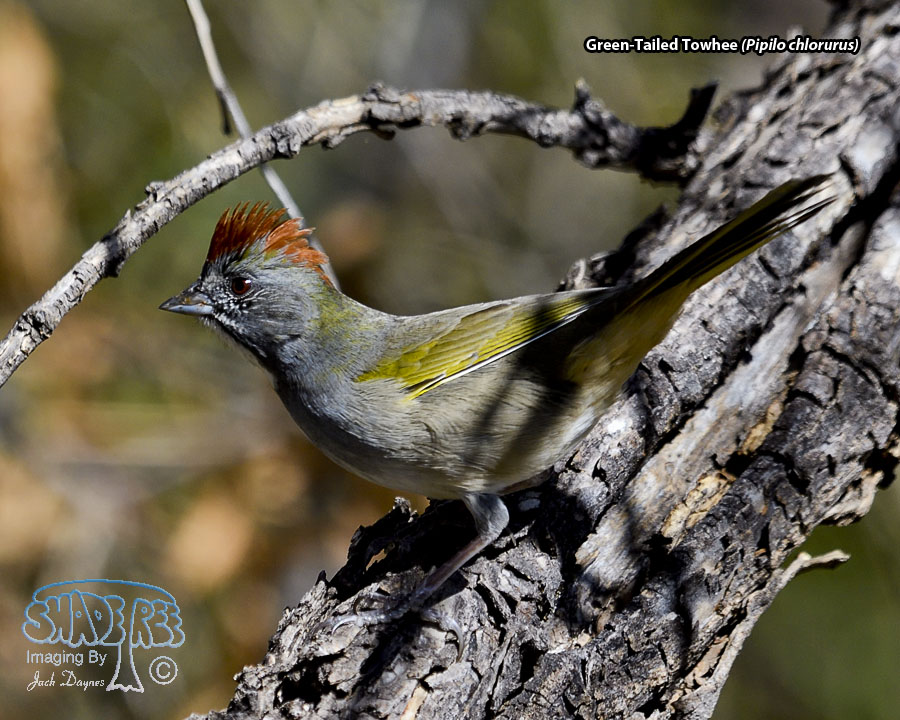 Green-Tailed Towhee - Pipilo chlorurus