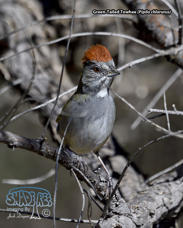 Green-Tailed Towhee - Pipilo chlorurus