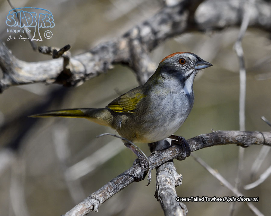 Green-Tailed Towhee - Pipilo chlorurus