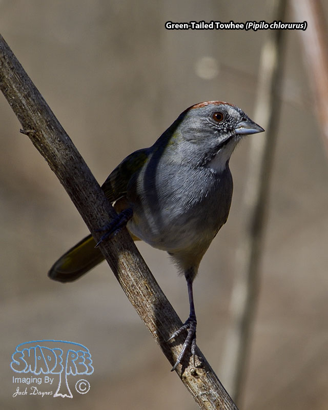 Green-Tailed Towhee - Pipilo chlorurus