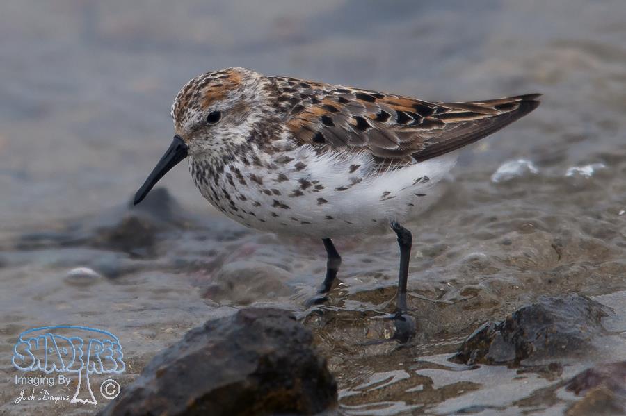 Western Sandpiper - Calidris mauri