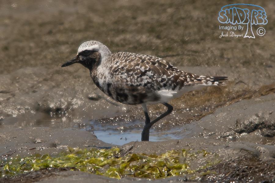 Black-Bellied Plover - Pluvialis squatarola