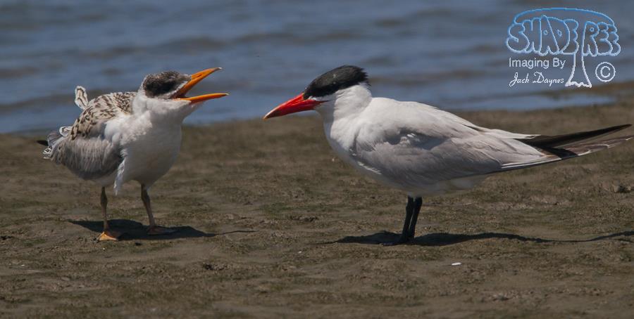 Caspian Tern - Hydroprogne caspia