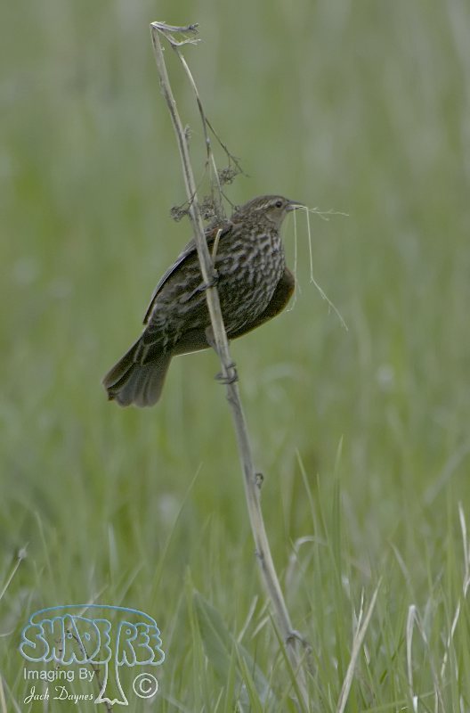 Red-Winged Blackbird - Agelaius phoeniceus
