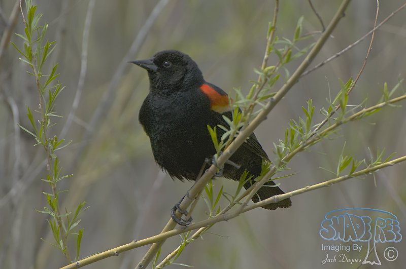 Red-Winged Blackbird - Agelaius phoeniceus