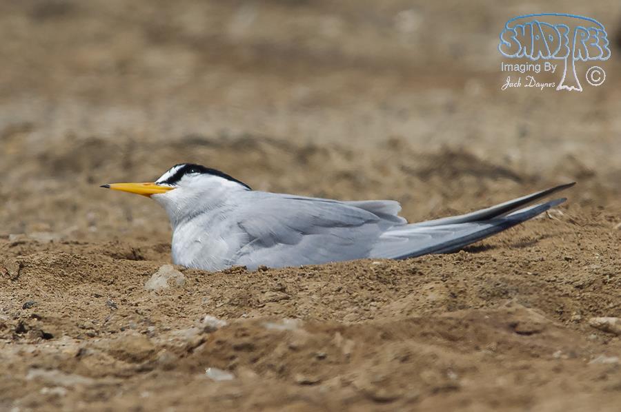 Least Tern - Sternula antillarum