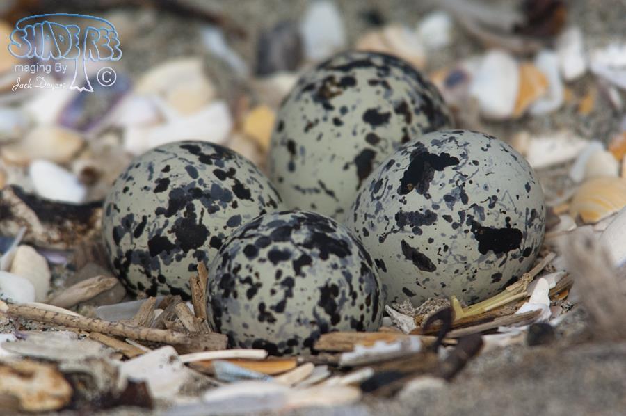 Killdeer - Charadrius vociferus