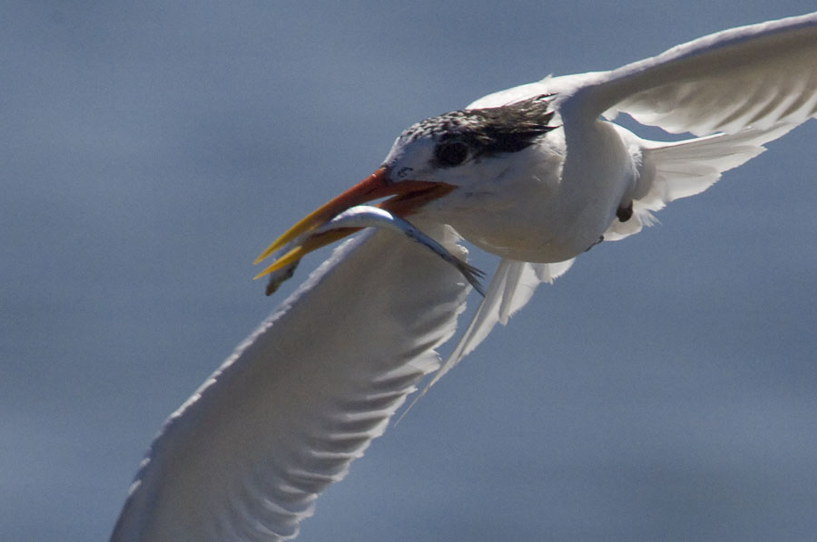 Elegant Tern - Thalasseus elegans