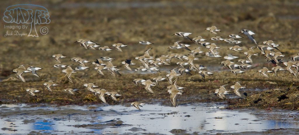 Western Sandpiper - Calidris mauri