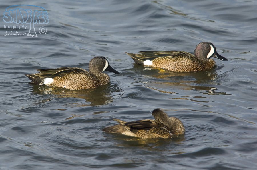 Blue-Winged Teal - Spatula discors