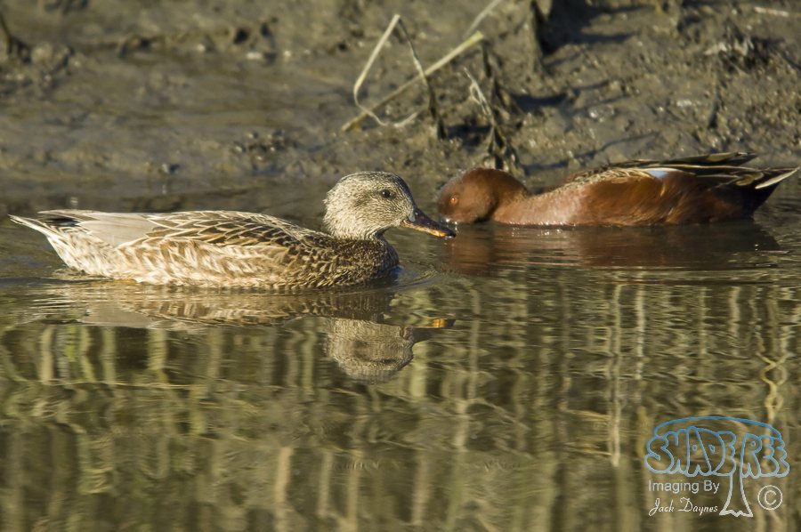 Gadwall - Mareca strepera