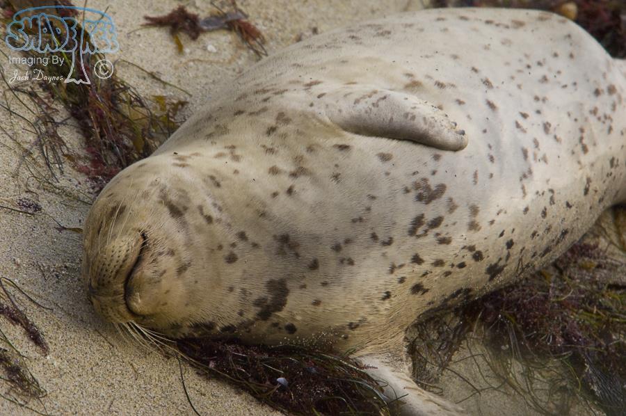 Harbor Seal - Phoca vitulina