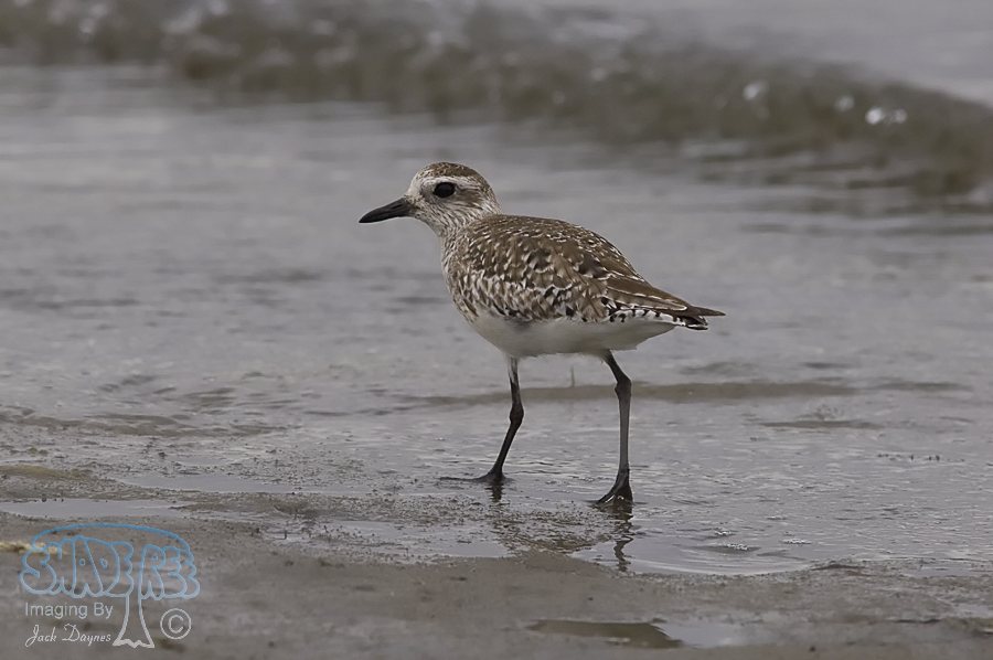Black-Bellied Plover - Pluvialis squatarola