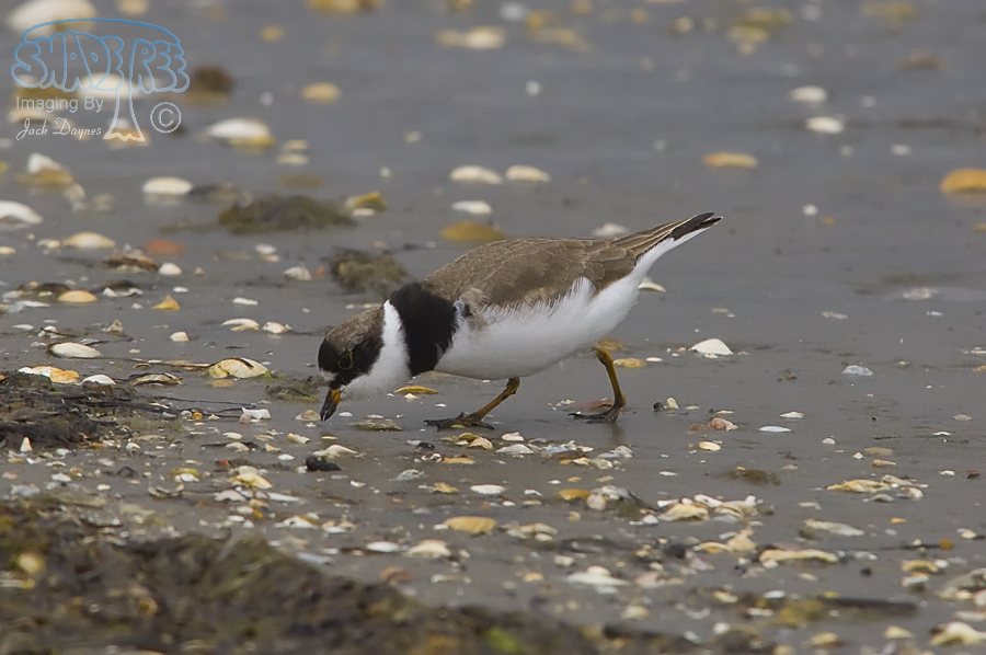 Semipalmated Plover - Charadrius semipalmatus