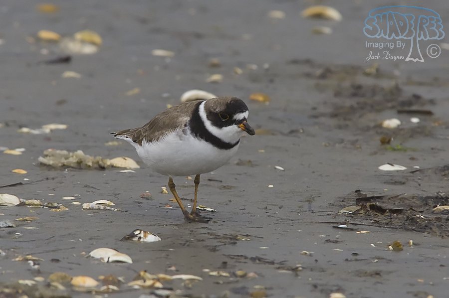 Semipalmated Plover - Charadrius semipalmatus