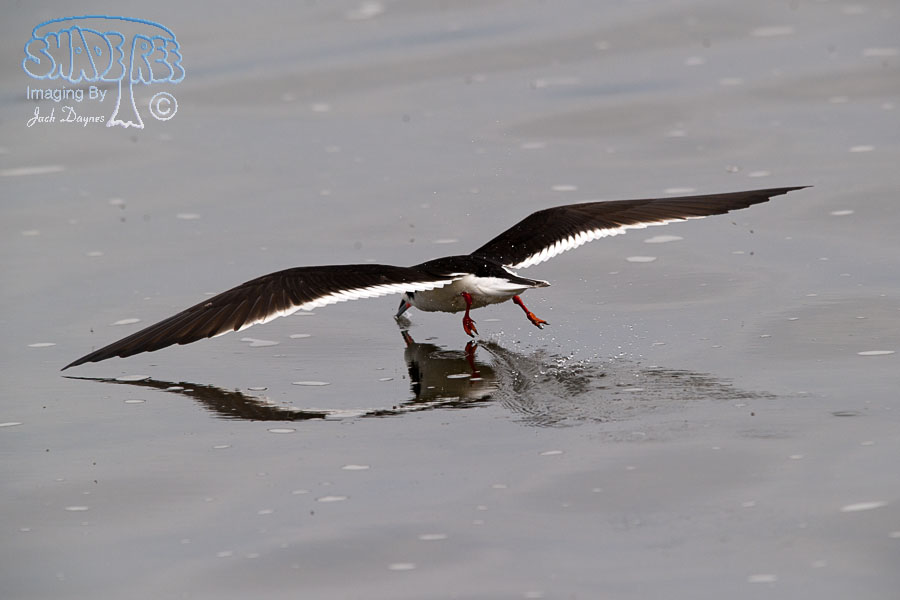 Black Skimmer - Rynchops niger