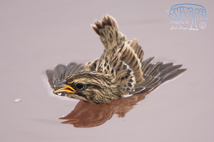 Savannah Sparrow - Passerculus sandwichensis