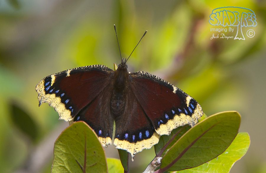 Mourning Cloak - Nymphalis antiopa