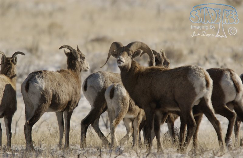 Bighorn Sheep - Ovis canadensis