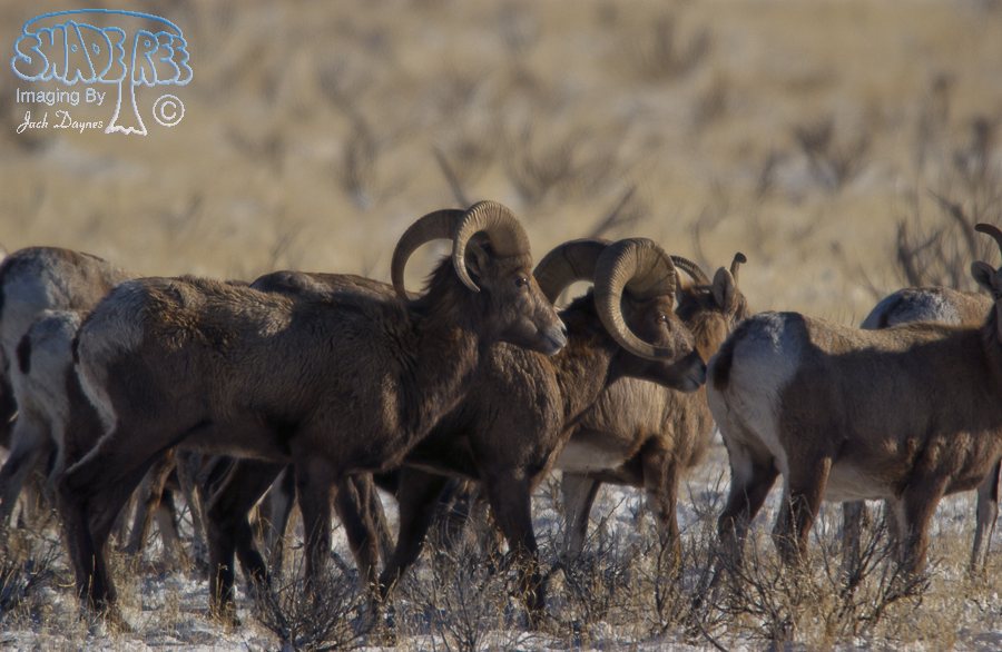 Bighorn Sheep - Ovis canadensis
