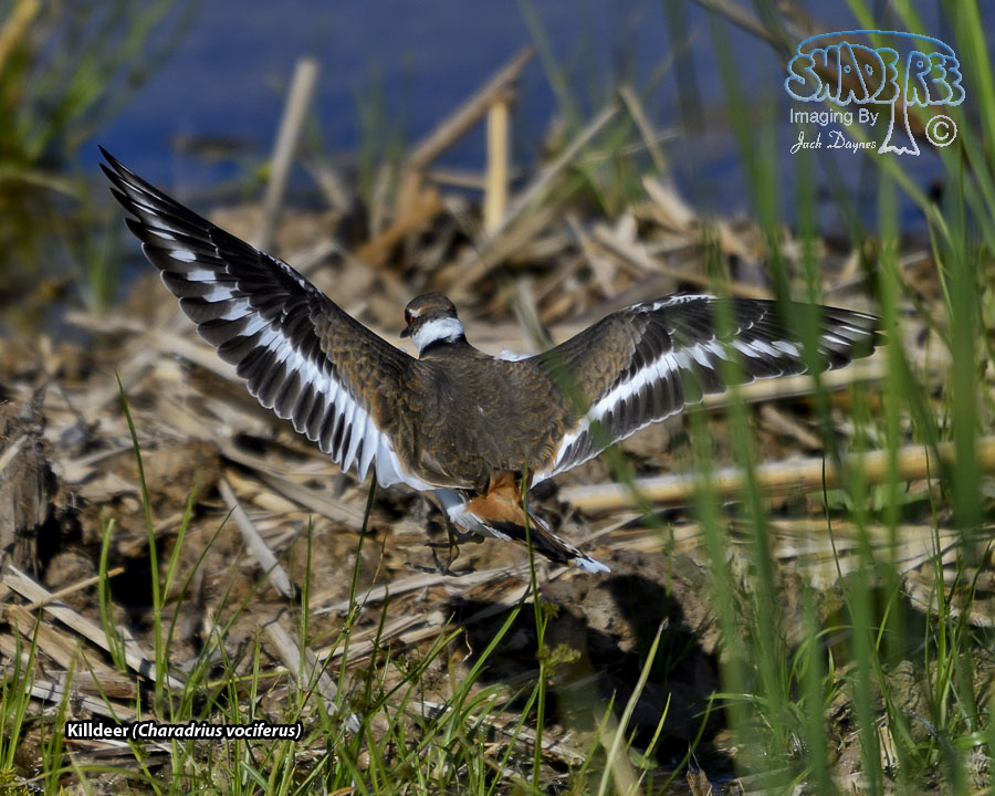 Killdeer - Charadrius vociferus