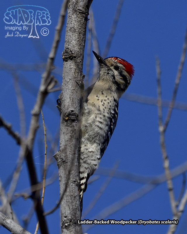 Ladder-Backed Woodpecker - Dryobates scalaris