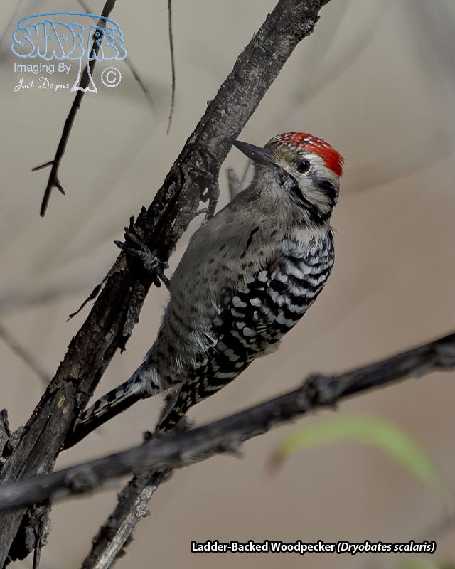 Ladder-Backed Woodpecker - Dryobates scalaris