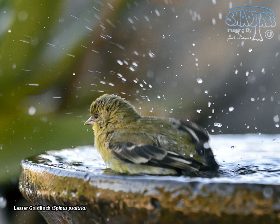 Lesser Goldfinch - Spinus psaltria