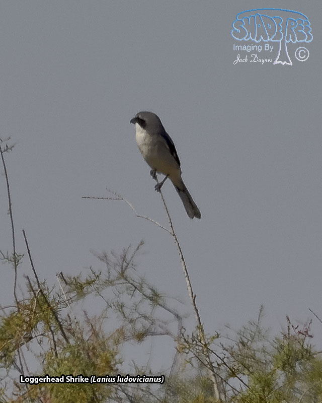 Loggerhead Shrike - Lanius ludovicianus