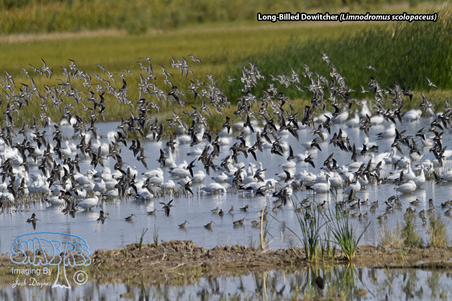 Long-Billed Dowitcher - Limnodromus scolopaceus