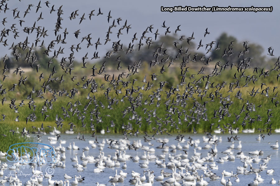Long-Billed Dowitcher - Limnodromus scolopaceus