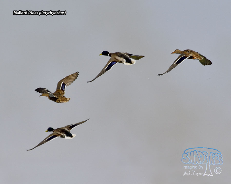 Mallard - Anas platyrhynchos
