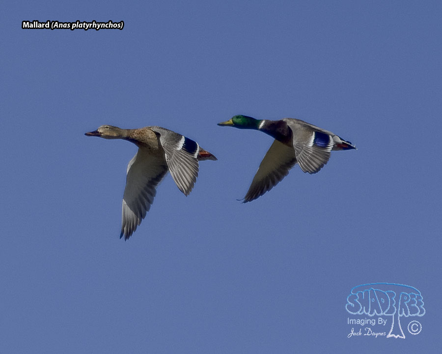 Mallard - Anas platyrhynchos