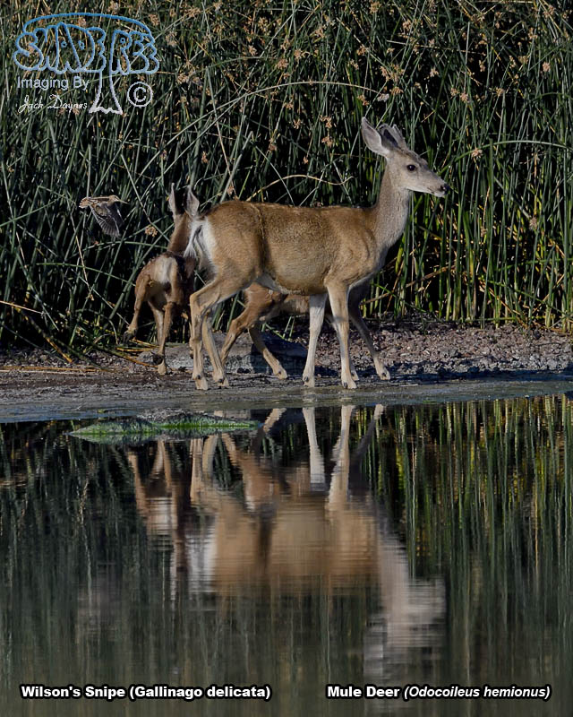Mule Deer and Wilson's Snipe - Odocoileus hemionus