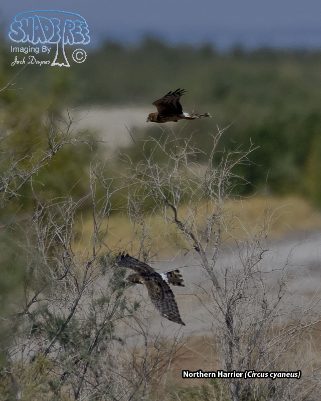 Northern Harrier - Circus cyaneus